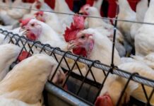 Muszle ostryg w diecie kur – dlaczego warto je stosować? muszle ostryg