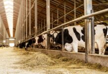 Jak wyposażyć gospodarstwo? wyposażenie gospodarstwa